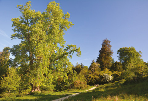 American tulip tree at Leith Hill