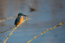 Kingfisher over stream