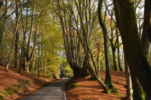 Beech on the Leith Hill estate 