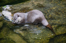 Otter in stream