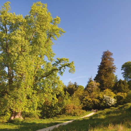 American tulip tree at Leith Hill